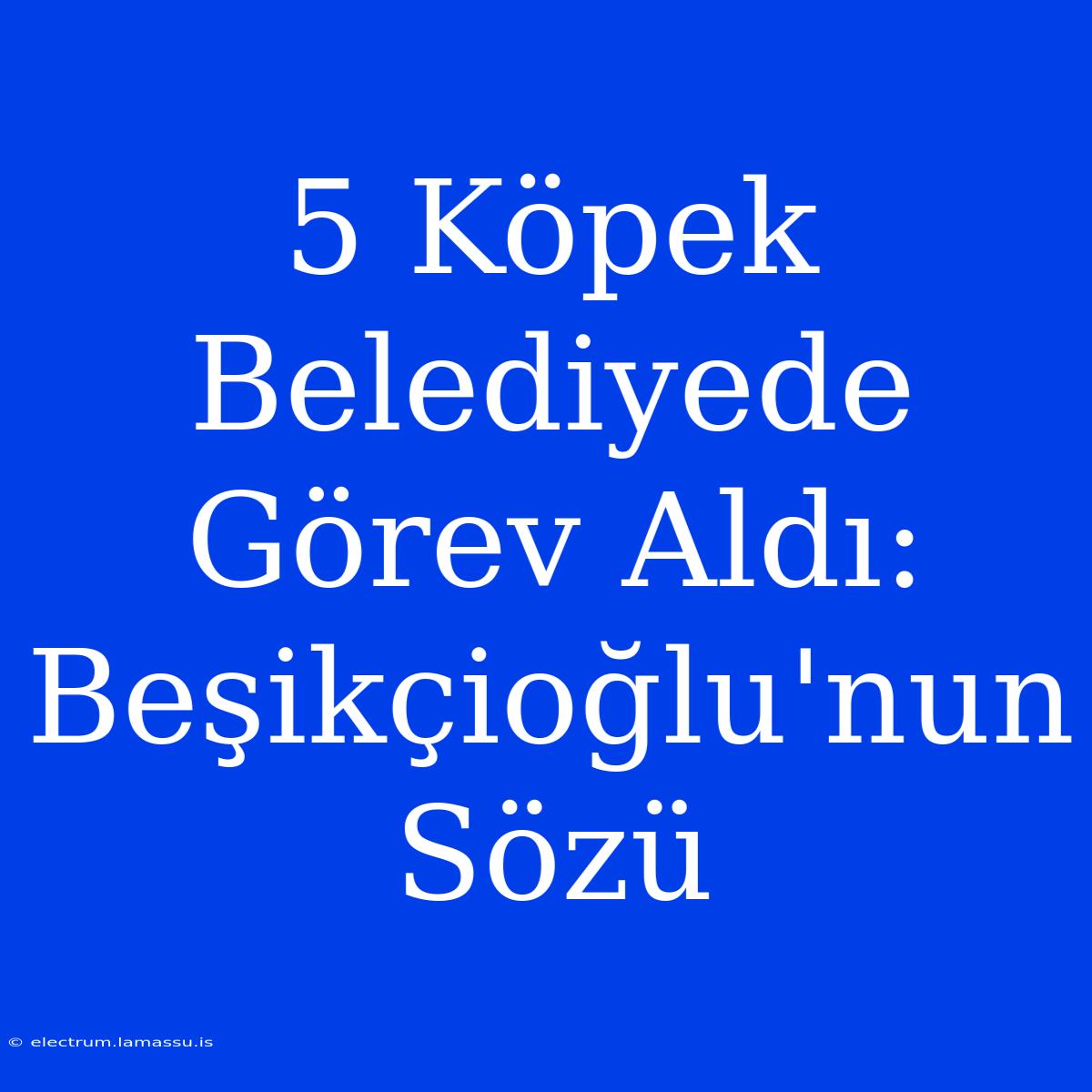 5 Köpek Belediyede Görev Aldı: Beşikçioğlu'nun Sözü