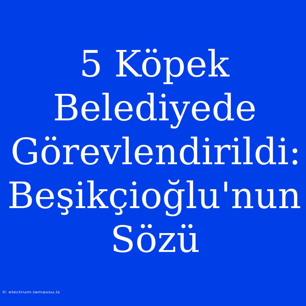 5 Köpek Belediyede Görevlendirildi: Beşikçioğlu'nun Sözü 