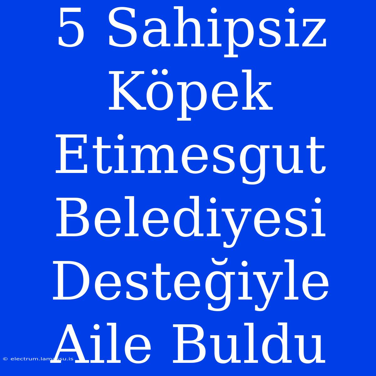 5 Sahipsiz Köpek Etimesgut Belediyesi Desteğiyle Aile Buldu