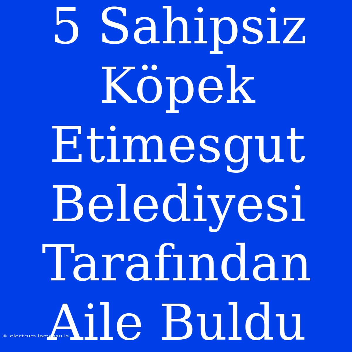 5 Sahipsiz Köpek Etimesgut Belediyesi Tarafından Aile Buldu