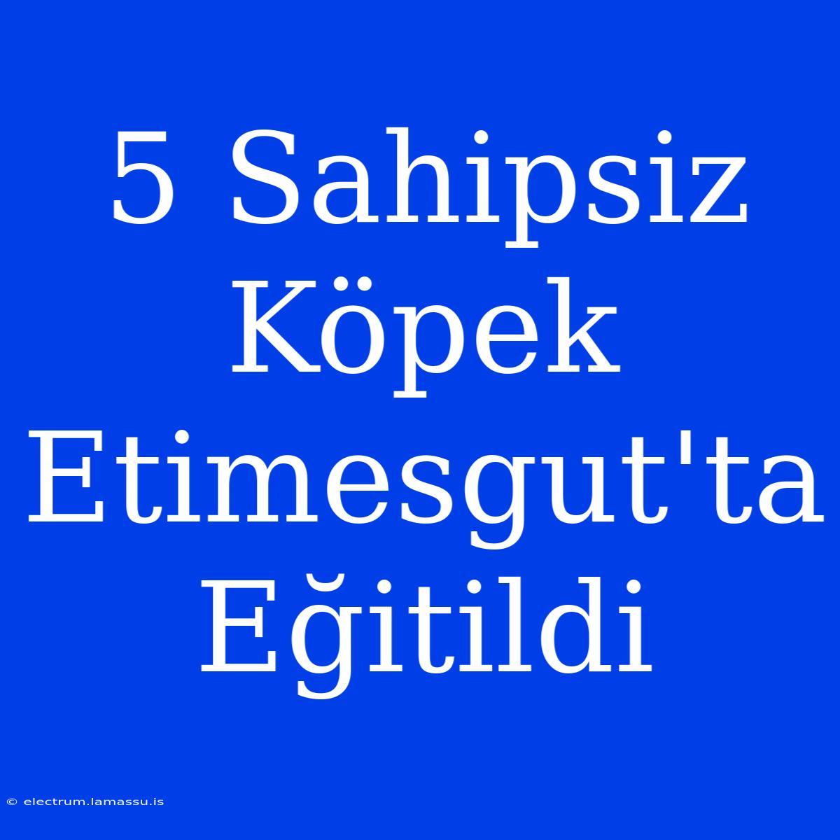 5 Sahipsiz Köpek Etimesgut'ta Eğitildi