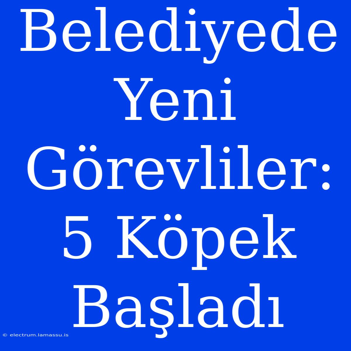 Belediyede Yeni Görevliler: 5 Köpek Başladı