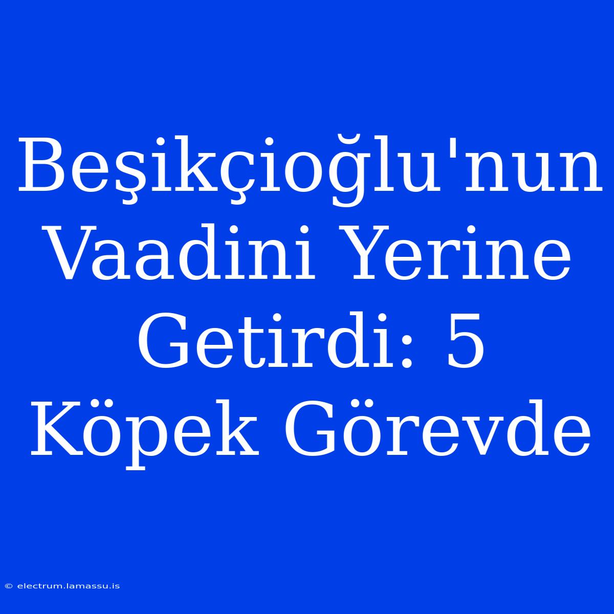 Beşikçioğlu'nun Vaadini Yerine Getirdi: 5 Köpek Görevde