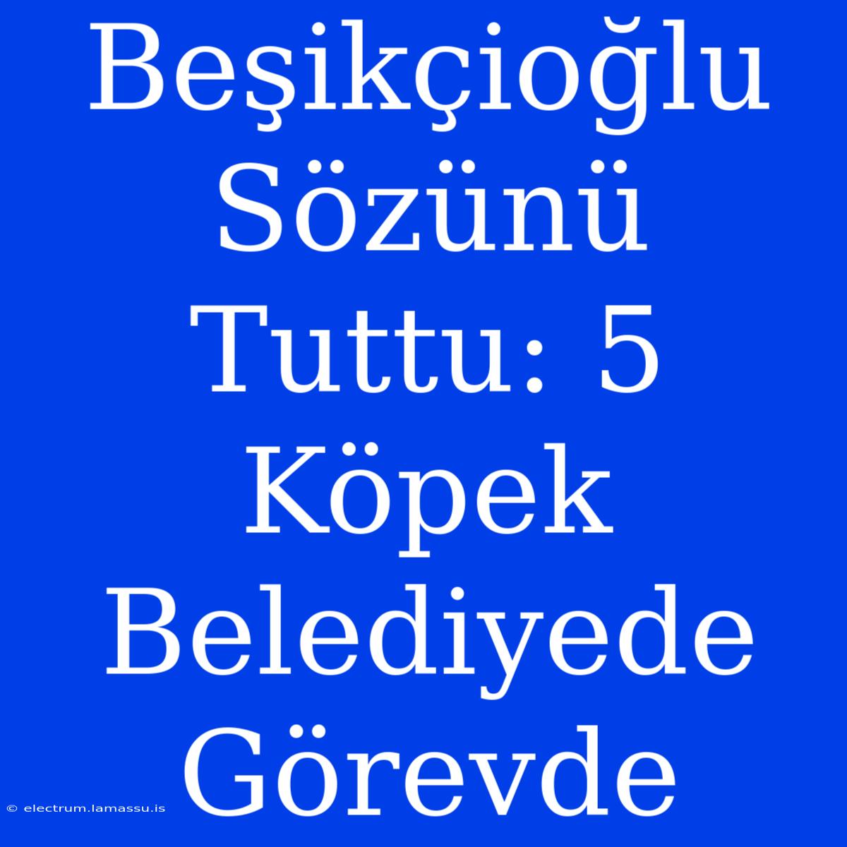 Beşikçioğlu Sözünü Tuttu: 5 Köpek Belediyede Görevde