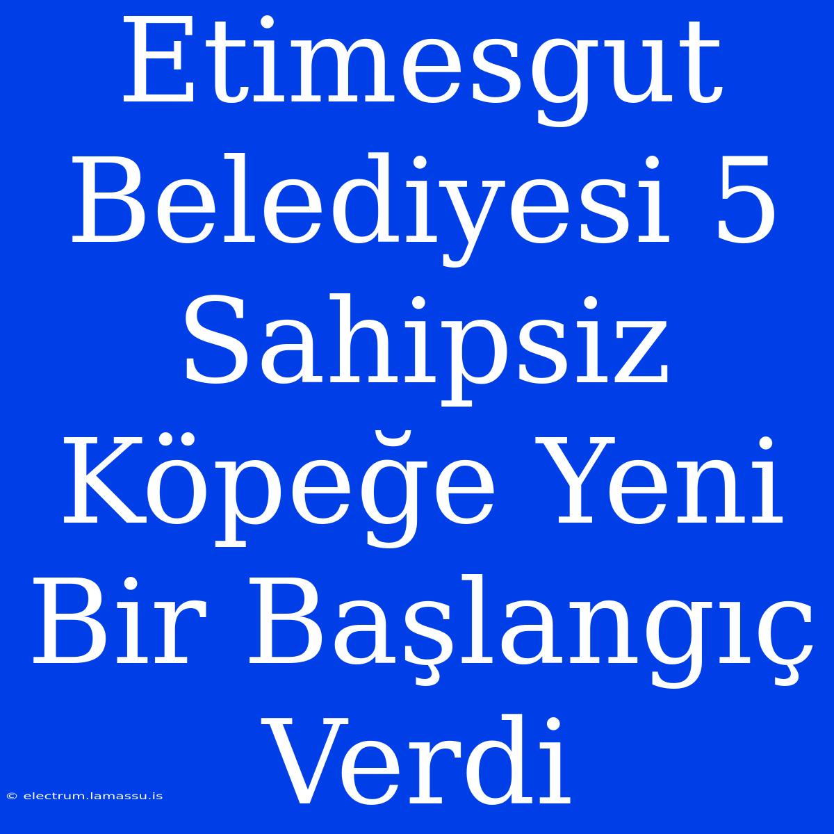 Etimesgut Belediyesi 5 Sahipsiz Köpeğe Yeni Bir Başlangıç Verdi