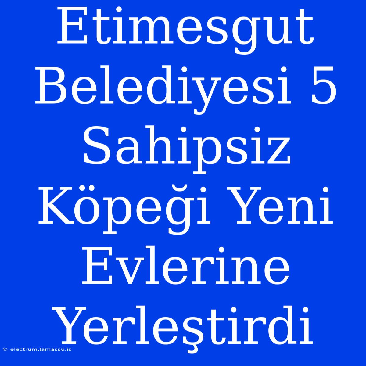 Etimesgut Belediyesi 5 Sahipsiz Köpeği Yeni Evlerine Yerleştirdi