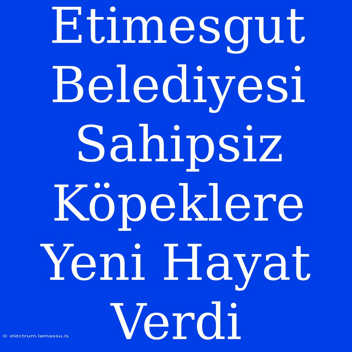 Etimesgut Belediyesi Sahipsiz Köpeklere Yeni Hayat Verdi