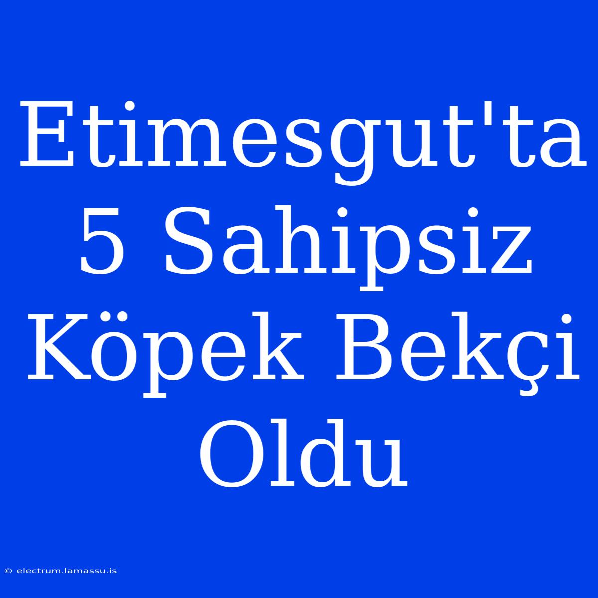 Etimesgut'ta 5 Sahipsiz Köpek Bekçi Oldu