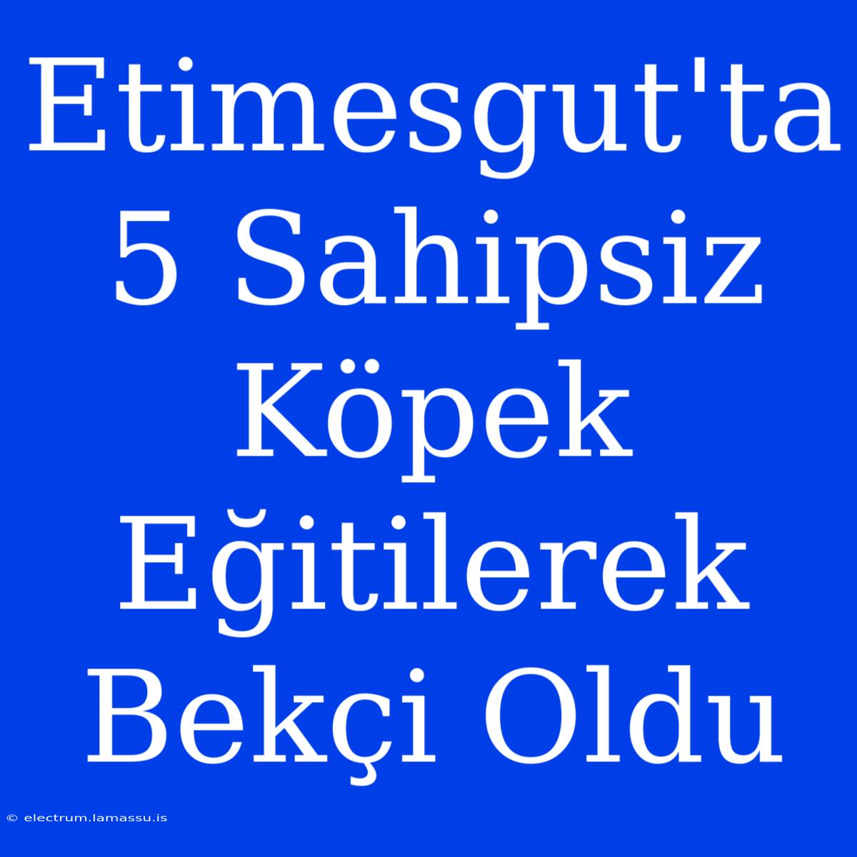 Etimesgut'ta 5 Sahipsiz Köpek Eğitilerek Bekçi Oldu