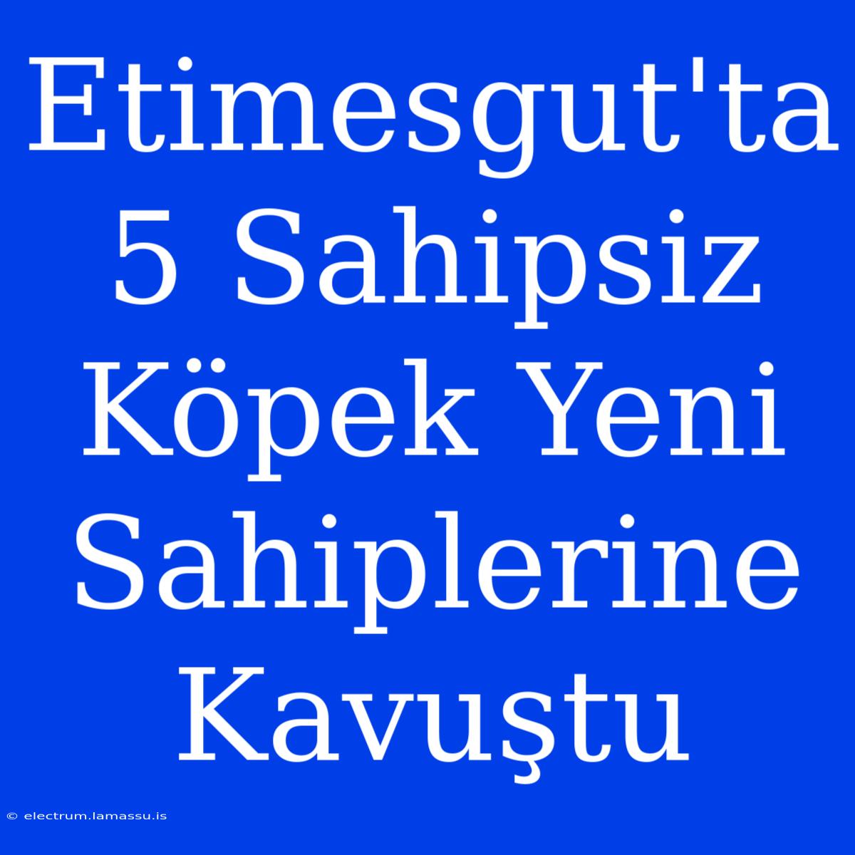 Etimesgut'ta 5 Sahipsiz Köpek Yeni Sahiplerine Kavuştu