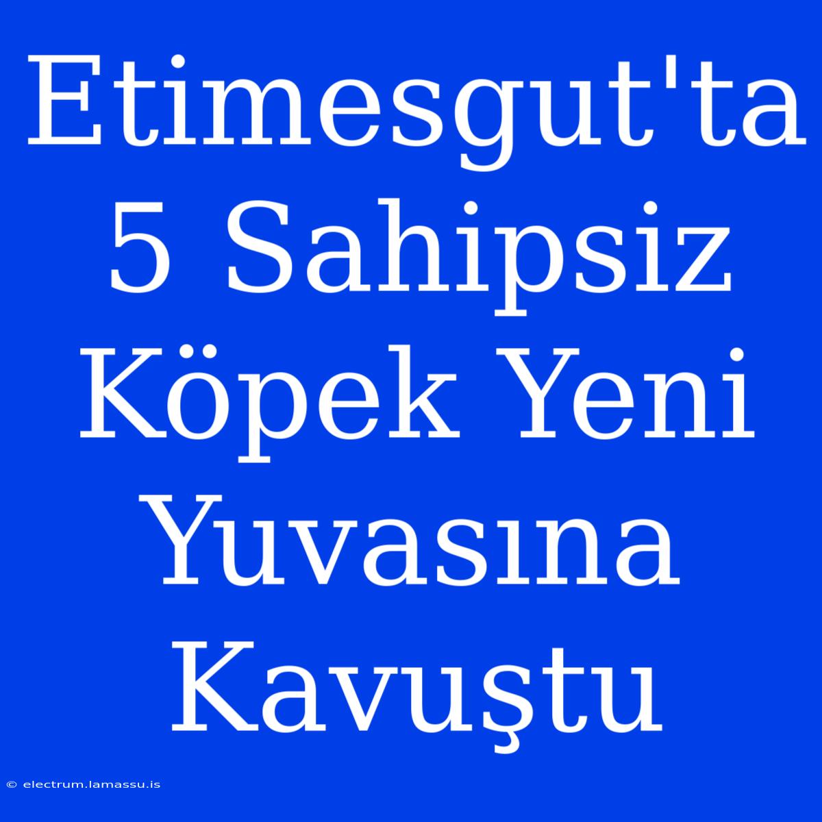 Etimesgut'ta 5 Sahipsiz Köpek Yeni Yuvasına Kavuştu