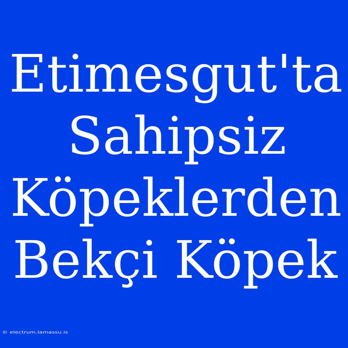 Etimesgut'ta Sahipsiz Köpeklerden Bekçi Köpek