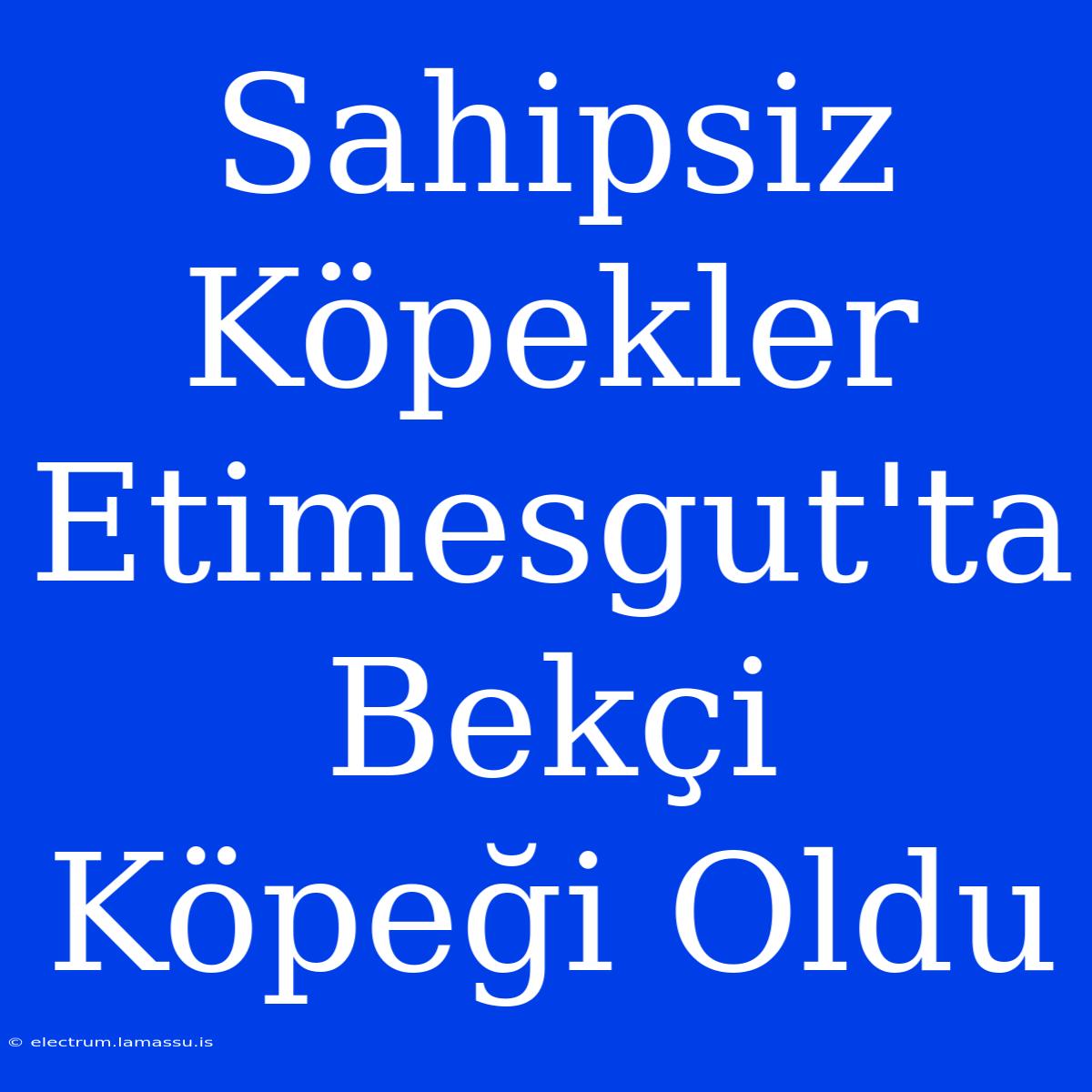 Sahipsiz Köpekler Etimesgut'ta Bekçi Köpeği Oldu