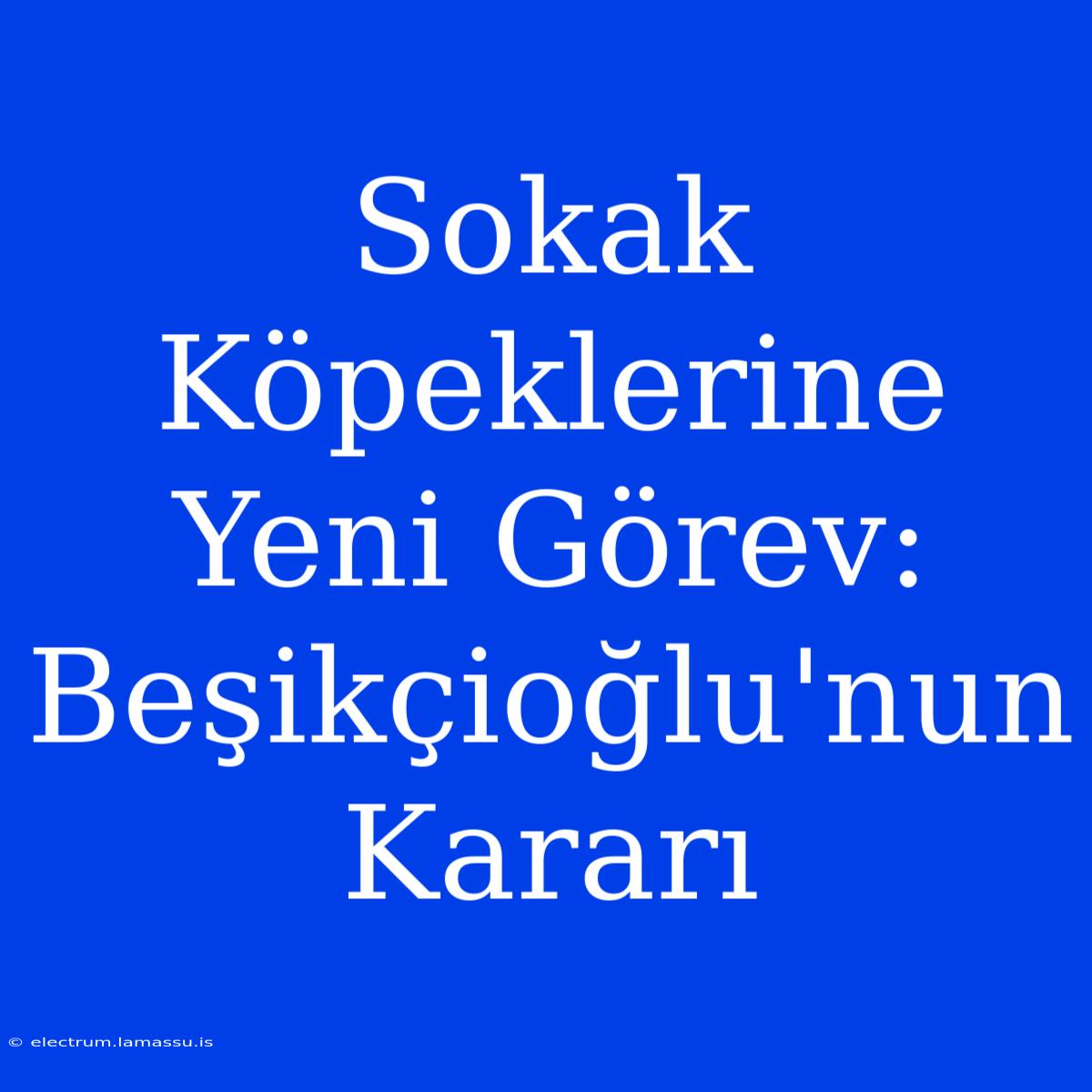 Sokak Köpeklerine Yeni Görev: Beşikçioğlu'nun Kararı