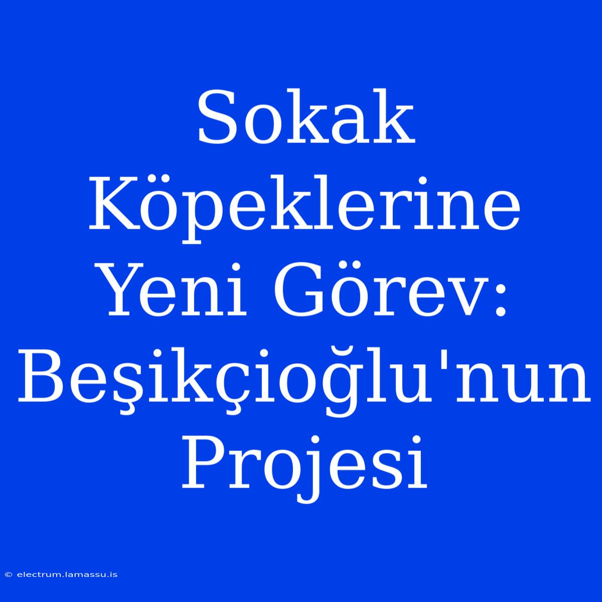 Sokak Köpeklerine Yeni Görev: Beşikçioğlu'nun Projesi 