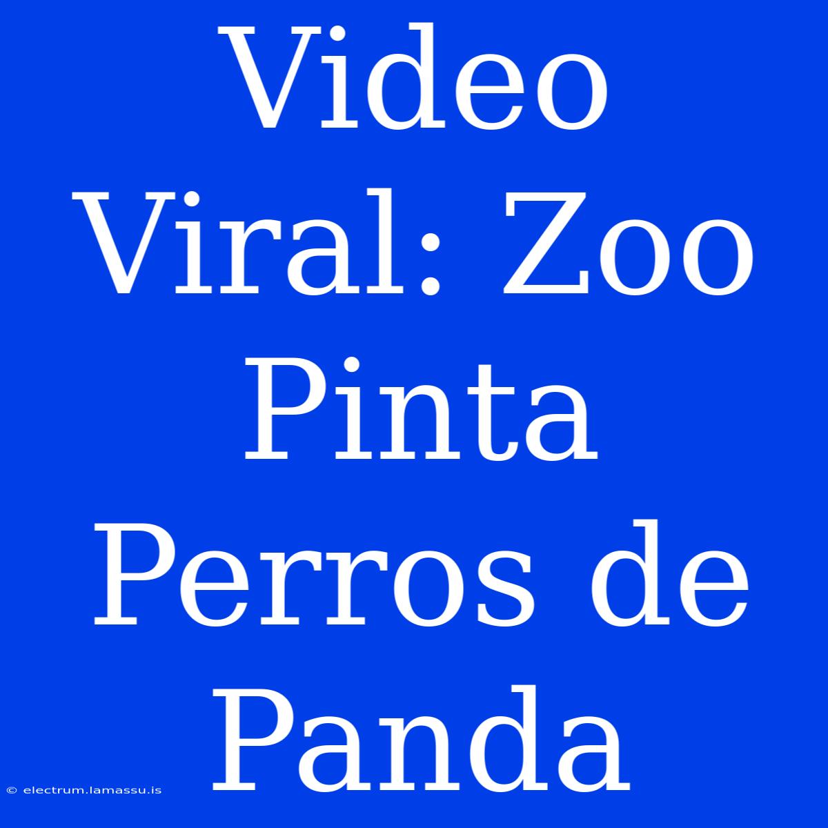 Video Viral: Zoo Pinta Perros De Panda 