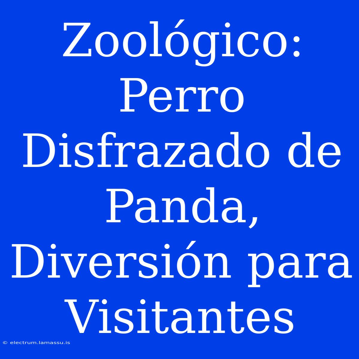 Zoológico: Perro Disfrazado De Panda, Diversión Para Visitantes