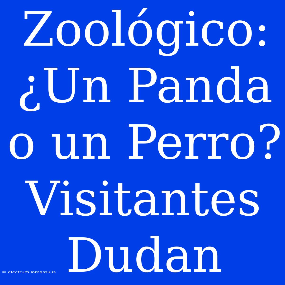 Zoológico: ¿Un Panda O Un Perro? Visitantes Dudan