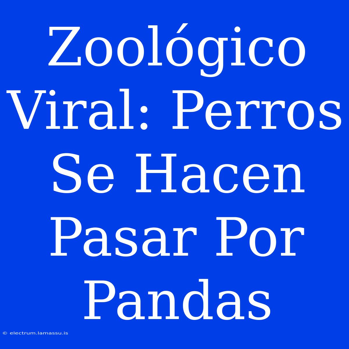 Zoológico Viral: Perros Se Hacen Pasar Por Pandas 